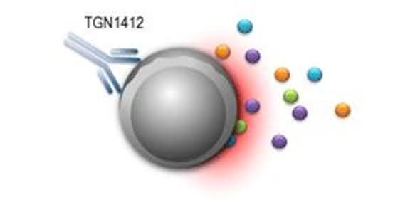 Immunreaktionen