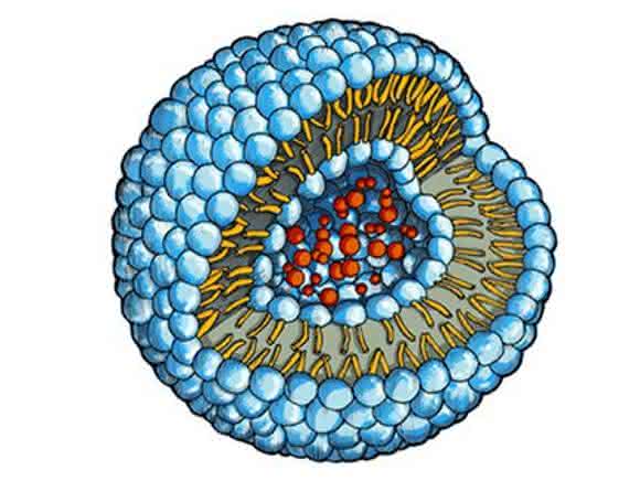 Phospholipidvesikels