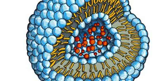Phospholipidvesikels