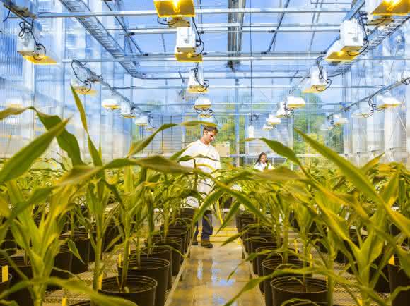 BASF Plant Science entwickelt Pflanzenmerkmale, um Maispflanzen resistent gegenüber verschiedenen Schadpilzen zu machen. BASF Plant Science entwickelt Pflanzenmerkmale, um Maispflanzen resistent gegenüber verschiedenen Schadpilzen zu machen.