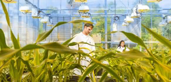 BASF Plant Science entwickelt Pflanzenmerkmale, um Maispflanzen resistent gegenüber verschiedenen Schadpilzen zu machen. BASF Plant Science entwickelt Pflanzenmerkmale, um Maispflanzen resistent gegenüber verschiedenen Schadpilzen zu machen.