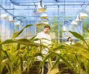 BASF Plant Science entwickelt Pflanzenmerkmale, um Maispflanzen resistent gegenüber verschiedenen Schadpilzen zu machen.