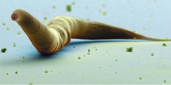 Fadenwurm der Gattung Pristionchus. Kolorierte Rasterelektronenmikroskop-Aufnahme. (Bild: Jürgen Berger/ Max-Planck Institut für Entwicklungsbiologie) Fadenwurm der Gattung Pristionchus. Kolorierte Rasterelektronenmikroskop-Aufnahme. (Bild: Jürgen Berger/ Max-Planck Institut für Entwicklungsbiologie)