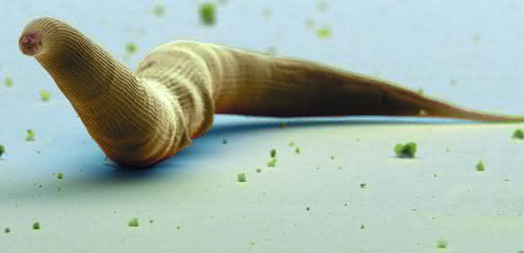 Fadenwurm der Gattung Pristionchus. Kolorierte Rasterelektronenmikroskop-Aufnahme. (Bild: Jürgen Berger/ Max-Planck Institut für Entwicklungsbiologie)