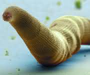 Fadenwurm der Gattung Pristionchus. Kolorierte Rasterelektronenmikroskop-Aufnahme. (Bild: Jürgen Berger/ Max-Planck Institut für Entwicklungsbiologie)