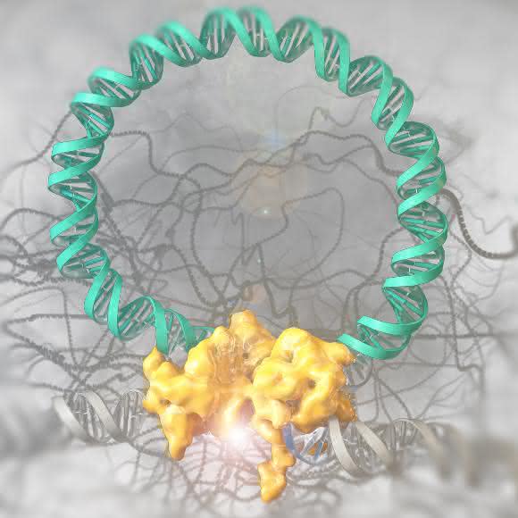 Die Grafik zeigt die Brec1-Rekombinase (gelb) beim Herausschneiden des HIV-Genoms (türkis) aus einem DNA-Strang der menschlichen Wirtszelle (Quelle: Heinrich-Pette-Institut).