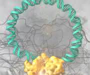 Die Grafik zeigt die Brec1-Rekombinase (gelb) beim Herausschneiden des HIV-Genoms (türkis) aus einem DNA-Strang der menschlichen Wirtszelle (Quelle: Heinrich-Pette-Institut).