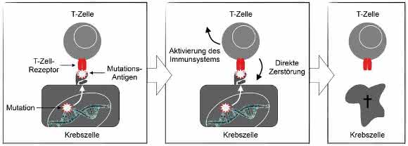 Gentherapie