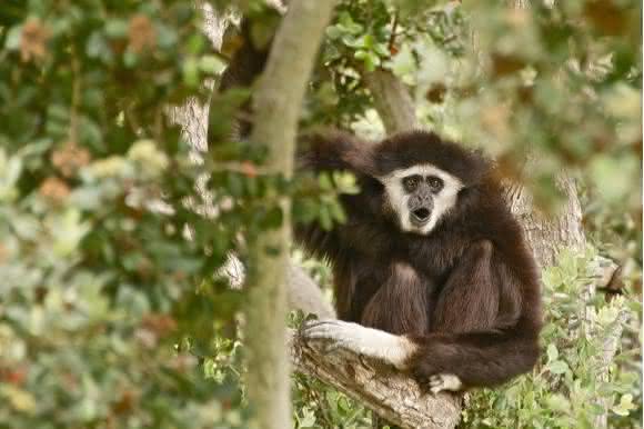 Gibbon Gibbon