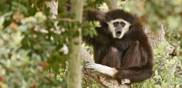 Gibbon