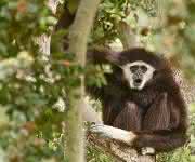 Gibbon