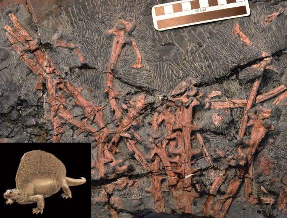 Fossile Knochen