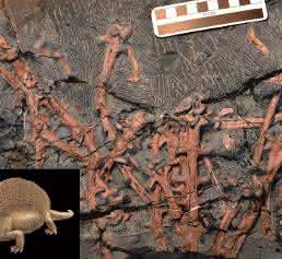 Fossile Knochen