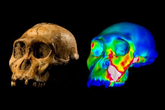 Australopithecus sediba