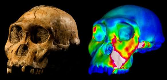 Australopithecus sediba Australopithecus sediba