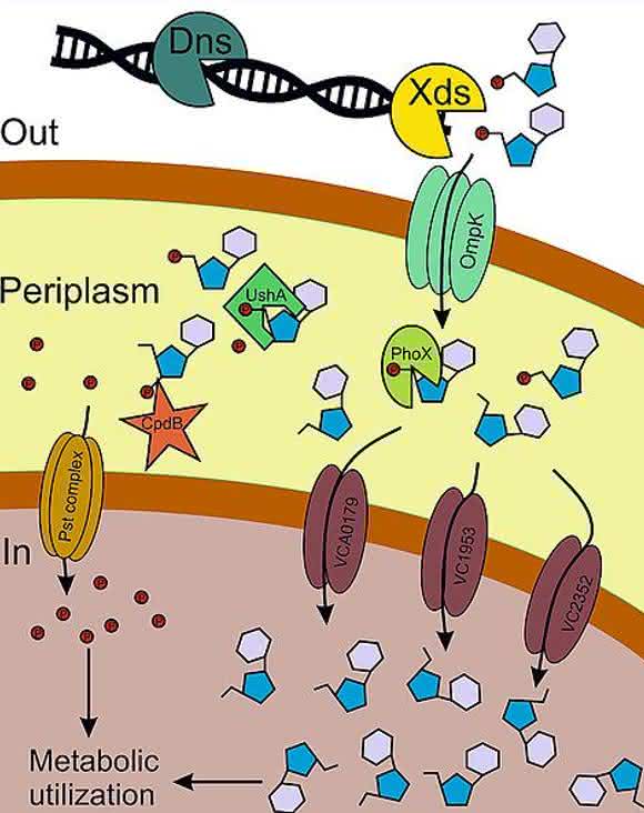 Cholera-Bakterium Cholera-Bakterium