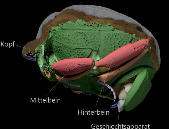 Käferfossil: Das Gestein hat die fragilen Beine und die Außenstruktur des Käfers detailliert abgeformt und so überliefert.