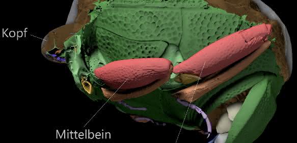 Käferfossil: Das Gestein hat die fragilen Beine und die Außenstruktur des Käfers detailliert abgeformt und so überliefert. Käferfossil: Das Gestein hat die fragilen Beine und die Außenstruktur des Käfers detailliert abgeformt und so überliefert.