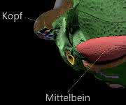 Käferfossil: Das Gestein hat die fragilen Beine und die Außenstruktur des Käfers detailliert abgeformt und so überliefert.