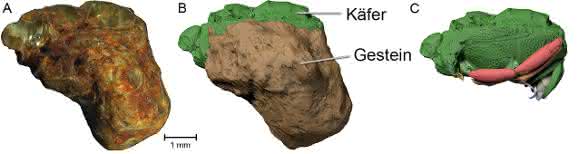 fossile Käfer