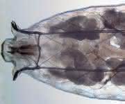 Drosophila Drosophila