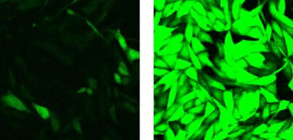 Fluoreszierende Zellen Fluoreszierende Zellen