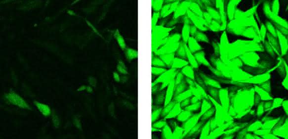 Fluoreszierende Zellen Fluoreszierende Zellen