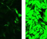 Fluoreszierende Zellen Fluoreszierende Zellen