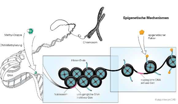 Epigenetik: Mütterliche Ernährung beeinflusst Stoffwechsel der Nachkommen Epigenetik: Mütterliche Ernährung beeinflusst Stoffwechsel der Nachkommen