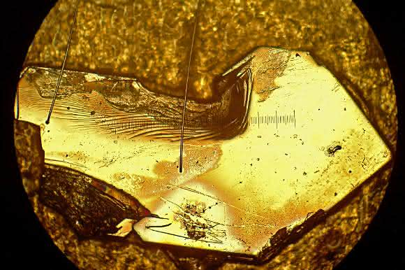 Unter dem Mikroskop leuchtet der Anschliff einer Probe der intermetallischen Verbindung aus Ytterbium, Rhodium und Silicium (YbRh2Si2) golden. Eine Einheit auf der eingeblendeten Skala entspricht 0,1 mm. (Bild / Fotograf: Marc Tippmann / TUM)