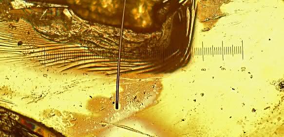 Unter dem Mikroskop leuchtet der Anschliff einer Probe der intermetallischen Verbindung aus Ytterbium, Rhodium und Silicium (YbRh2Si2) golden. Eine Einheit auf der eingeblendeten Skala entspricht 0,1 mm. (Bild / Fotograf: Marc Tippmann / TUM)
