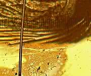Unter dem Mikroskop leuchtet der Anschliff einer Probe der intermetallischen Verbindung aus Ytterbium, Rhodium und Silicium (YbRh2Si2) golden. Eine Einheit auf der eingeblendeten Skala entspricht 0,1 mm. (Bild / Fotograf: Marc Tippmann / TUM)