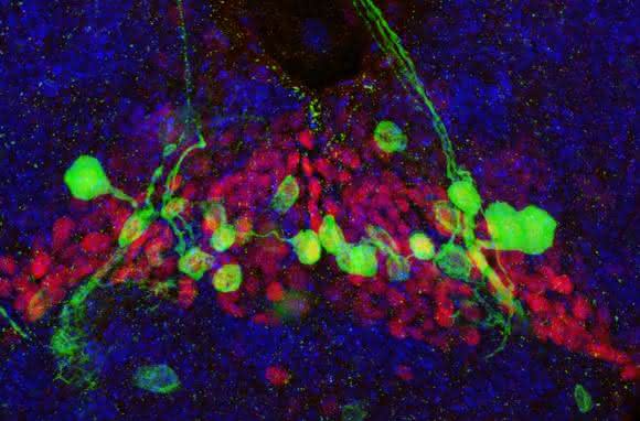 Gehirnregion in Drosophila