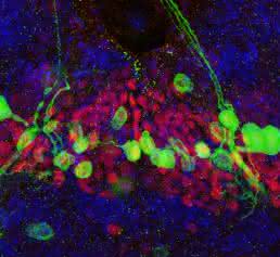 Gehirnregion in Drosophila
