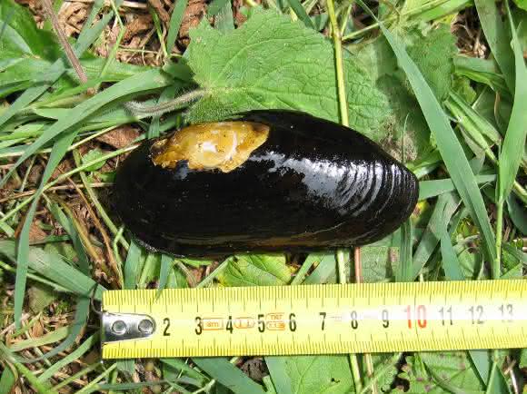 Flussperlmuschel