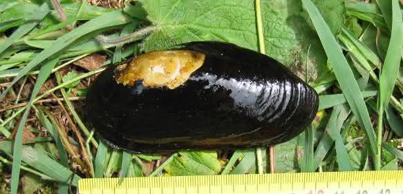 Flussperlmuschel