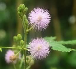 Mimose Mimose