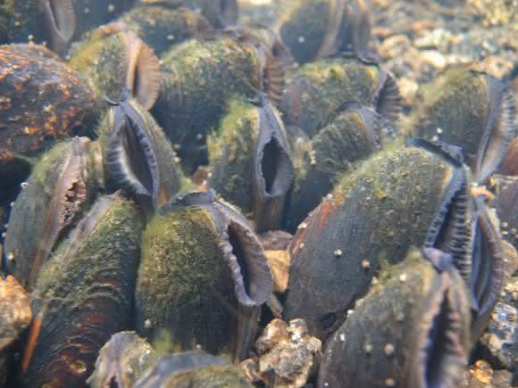 Muscheln