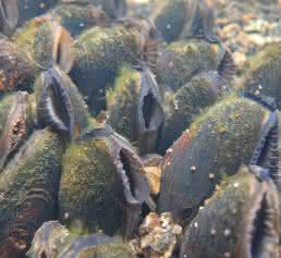 Muscheln