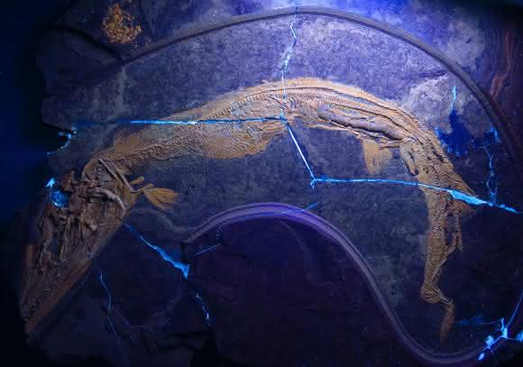 Raubfisch Saurichthys