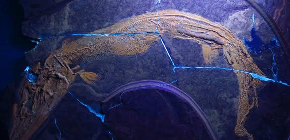 Raubfisch Saurichthys