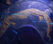 Raubfisch Saurichthys Raubfisch Saurichthys