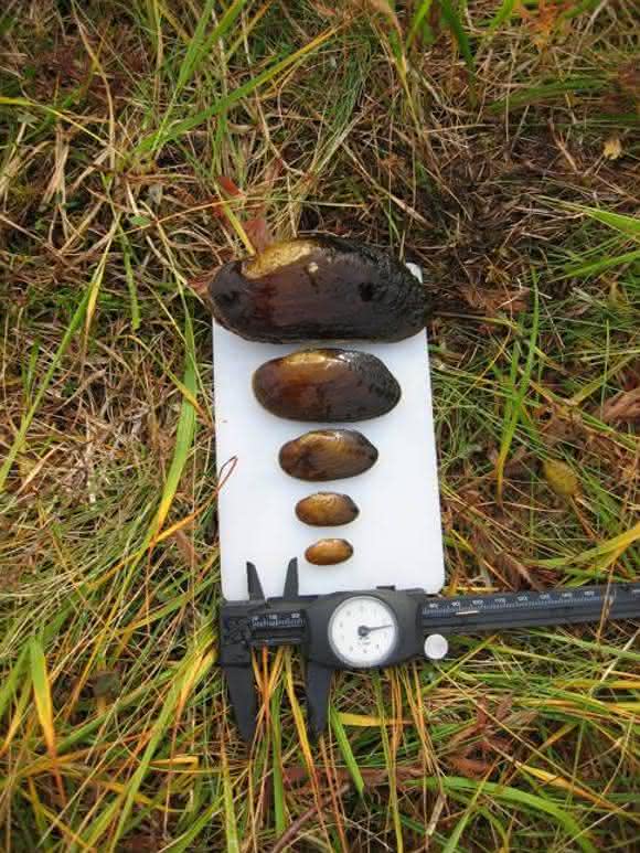 Süßwassermuscheln