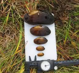 Süßwassermuscheln