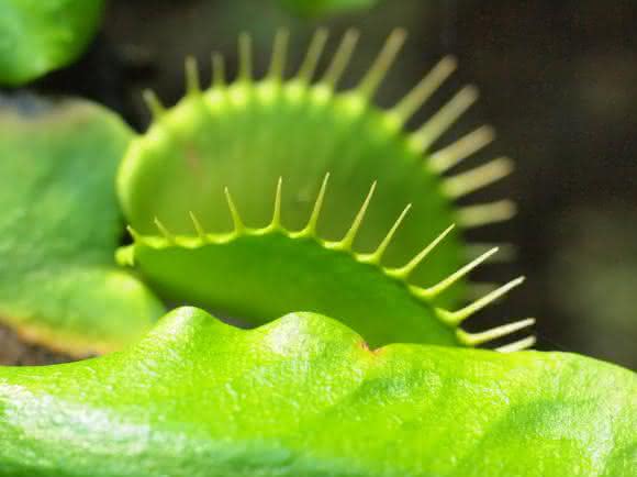 Venusfliegenfalle Venusfliegenfalle