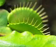 Venusfliegenfalle Venusfliegenfalle