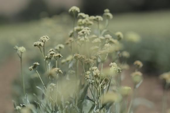 Guayule Kautschukpflanze Guayule