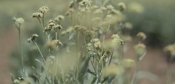 Kautschukpflanze Guayule