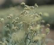 Guayule Kautschukpflanze Guayule