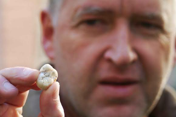 Backenzahn (Typusexemplar) von Giganthopithecus blacki in der Hand von Prof. Dr. Friedemann Schrenk.